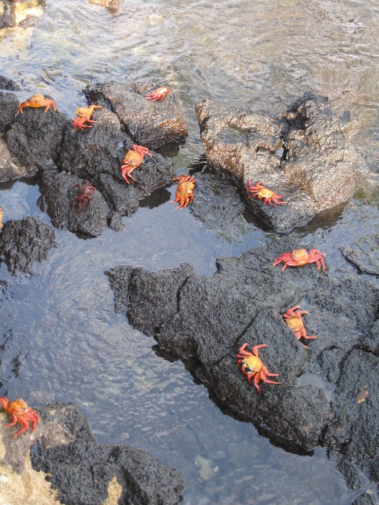 Галапагосские острова, Эквадор, фото № 68194 – фотографии Эквадора
