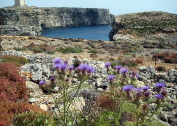 Комино остров, Мальта, фото № 41801 – фотографии Мальты