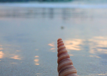 Ракушка в Као-Лак, Тайланд – фотографии Таиланда