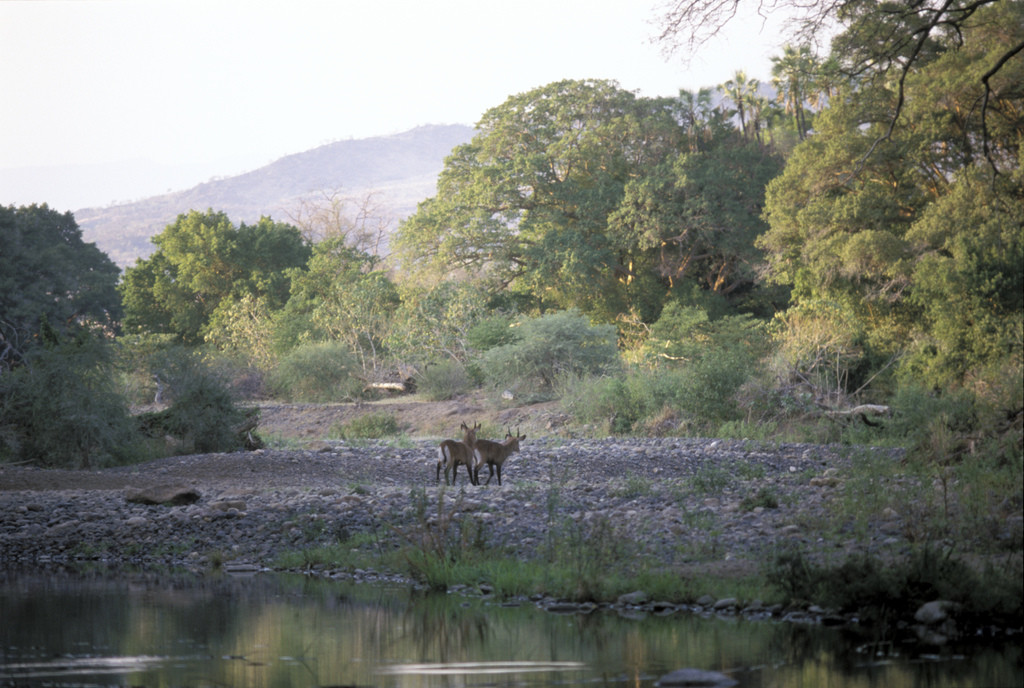 Национальный парк Омо в Эфиопии. Фото 4 – фотографии Эфиопии