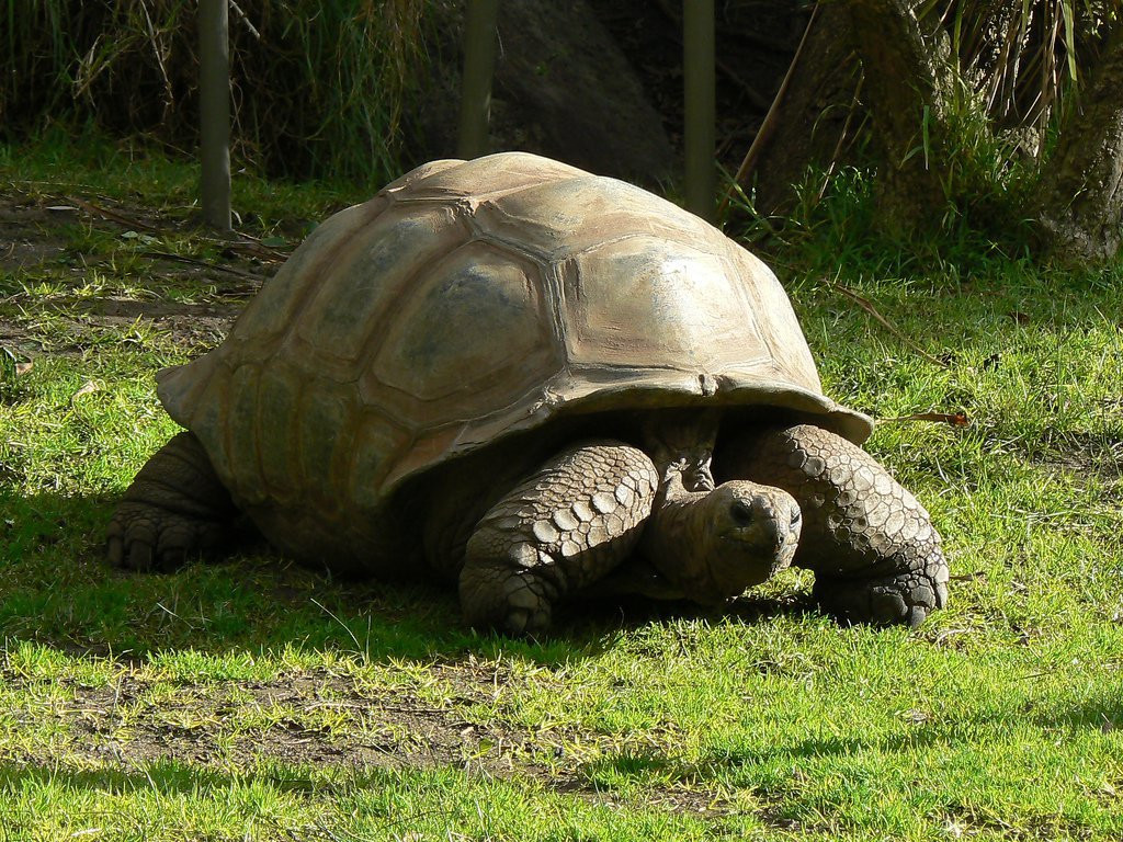 Гиганская черепаха Альдабра. Фото 4 – фотографии Сейшельских островов