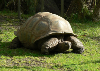 Гиганская черепаха Альдабра. Фото 4 – фотографии Сейшельских островов