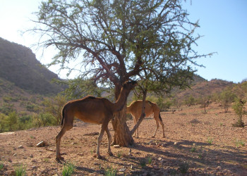 Тарудант, Марокко, фото № 8097 – фотографии Марокко