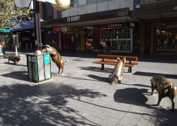 Бронзовые свиньи в Аделаиде – фотографии Австралии