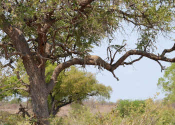 leopard – фотографии ЮАР