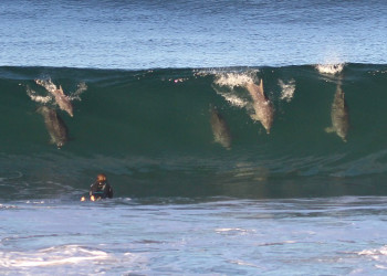Встречи с дельфинами в Байрон-Бей (Byron Bay) – фотографии Австралии