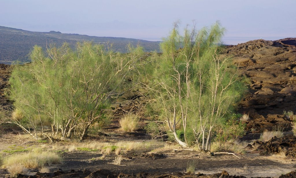 Эфиопия. Фото 12 – фотографии Эфиопии