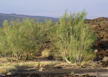 Эфиопия. Фото 12 – фотографии Эфиопии