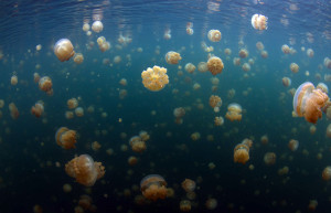 Озеро Медуз (Палау) – фотографии Палау