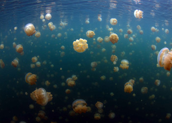 Озеро Медуз (Палау) – фотографии Палау