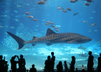 Океанариум «Окинава Тюрауми» (Okinawa Churaumi Aquarium) – фотографии Японии