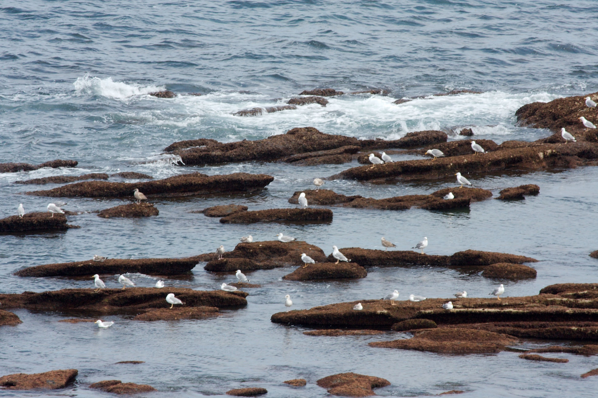 Птицы в Андае, Франция – фотографии Франции