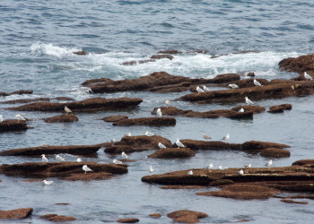 Птицы в Андае, Франция – фотографии Франции