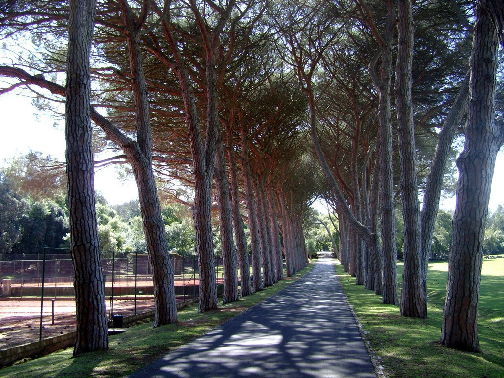 Аллея Национального парка, Хорватия – фотографии Хорватии