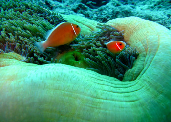 Кораллы в водах Палау – фотографии Палау