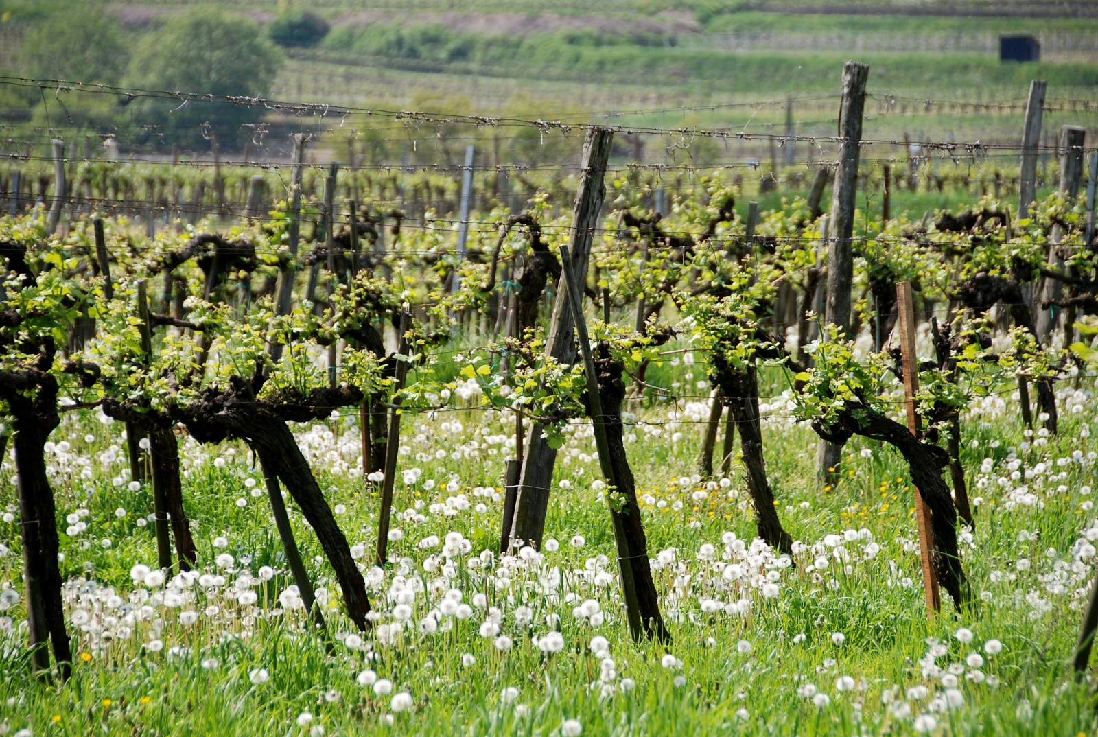 Виноградники Вайсенкирхен-ин-дер-Вахау – фотографии Австрии