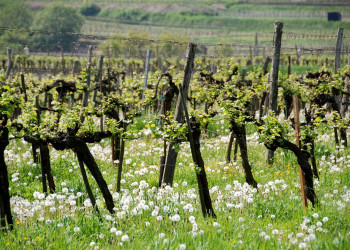 Виноградники Вайсенкирхен-ин-дер-Вахау – фотографии Австрии