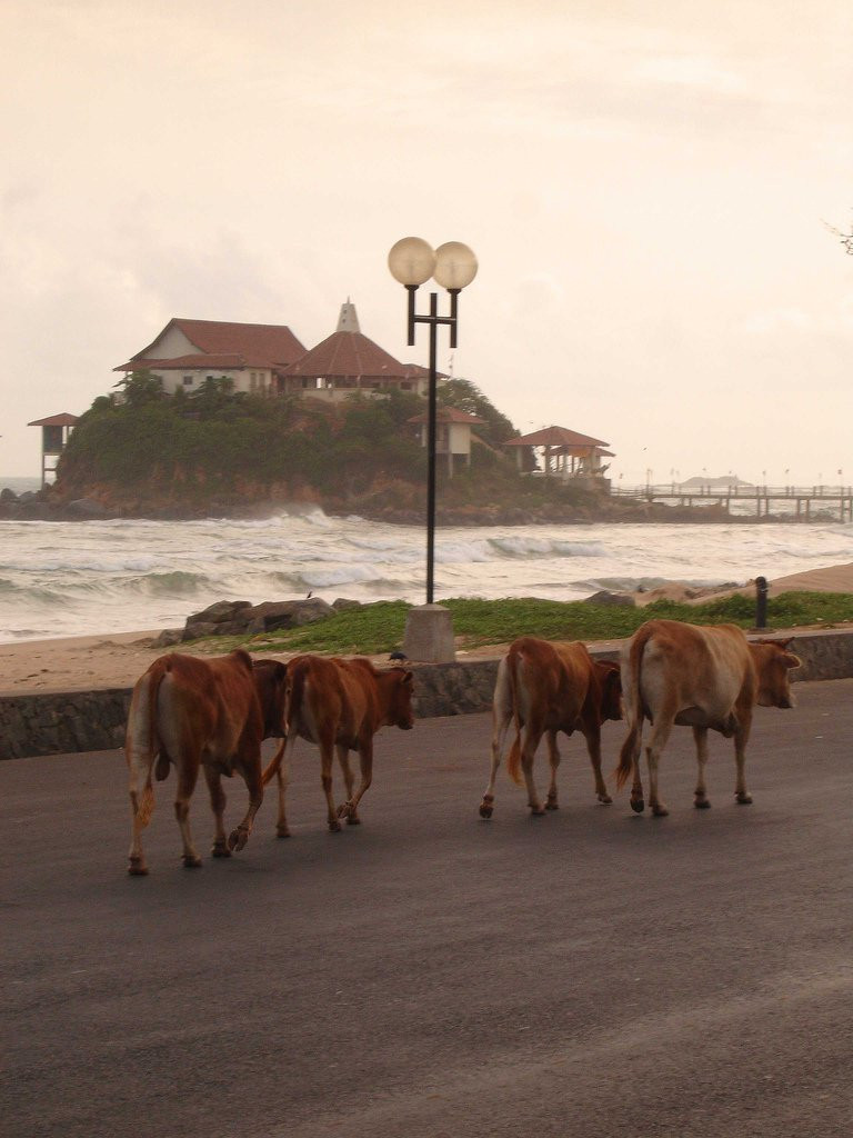 Матара, Шри-Ланка, фото № 51748 – фотографии Шри-Ланки
