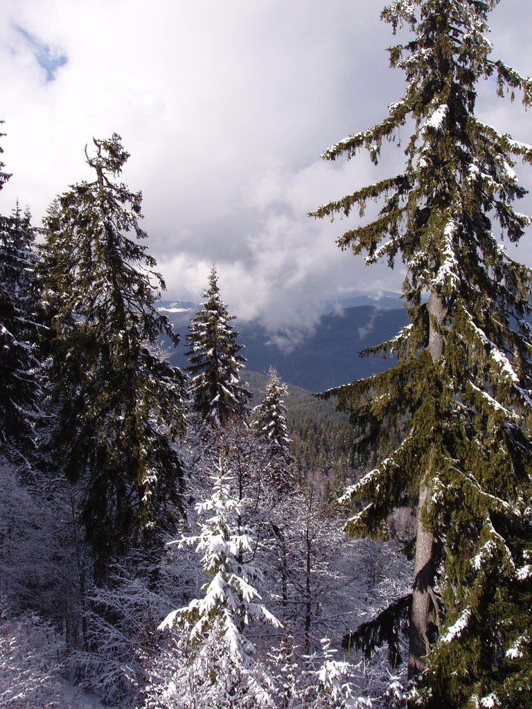 Природа в Пампорово, Болгария. Фото 24 – фотографии Болгарии