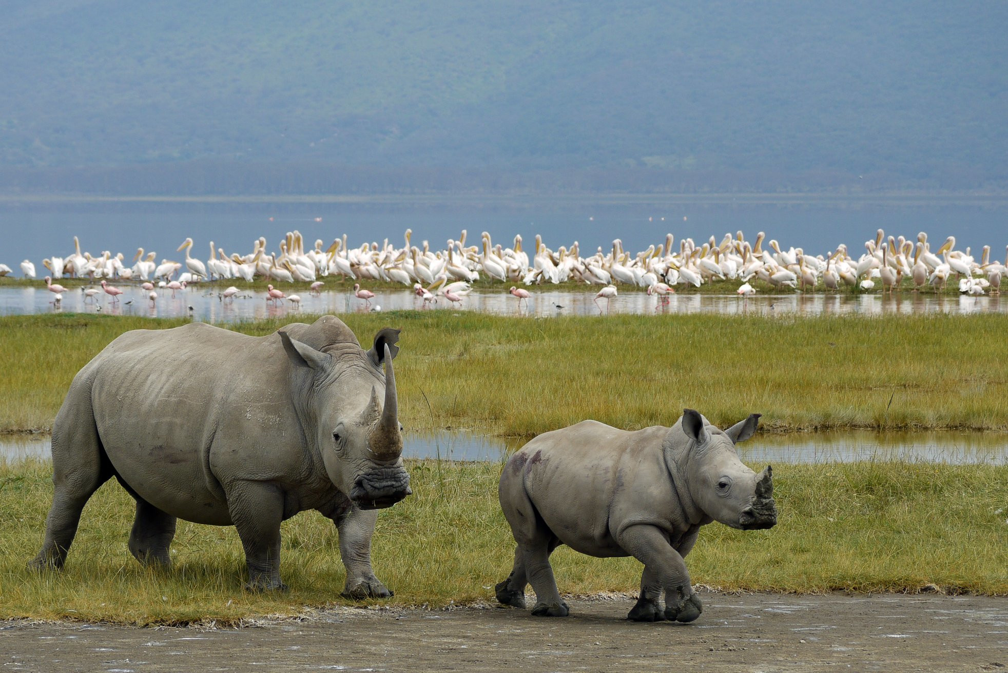 Носороги – фотографии Кении