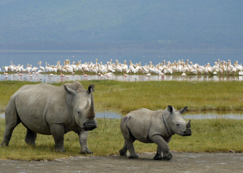 Носороги – фотографии Кении