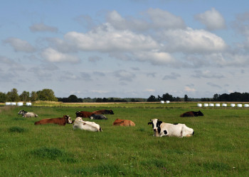 Местные сааремаанские коровы – фотографии Эстонии