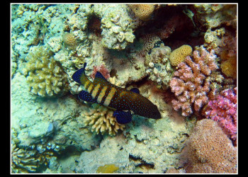 Хургада, Египет, фото № 35538 – фотографии Египта