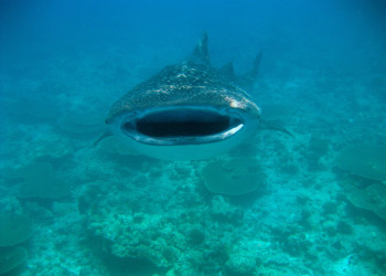 Китовая акула – фотографии Мальдивских островов