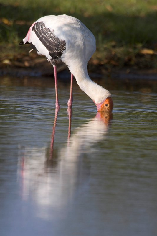 Яла Национальный Парк, Шри-Ланка, фото № 52617 – фотографии Шри-Ланки