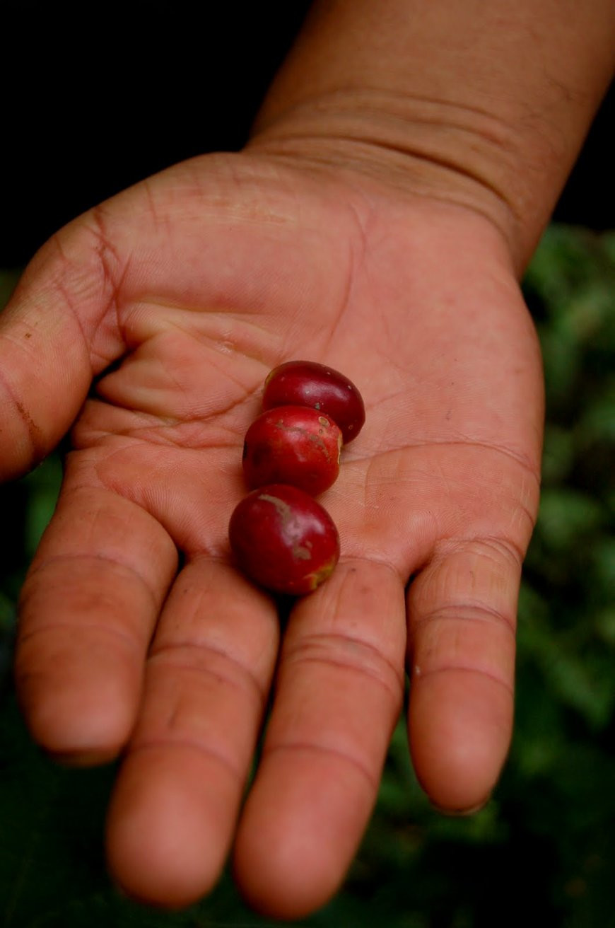 Кофе – фотографии Гватемалы