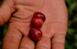 Кофе – фотографии Гватемалы