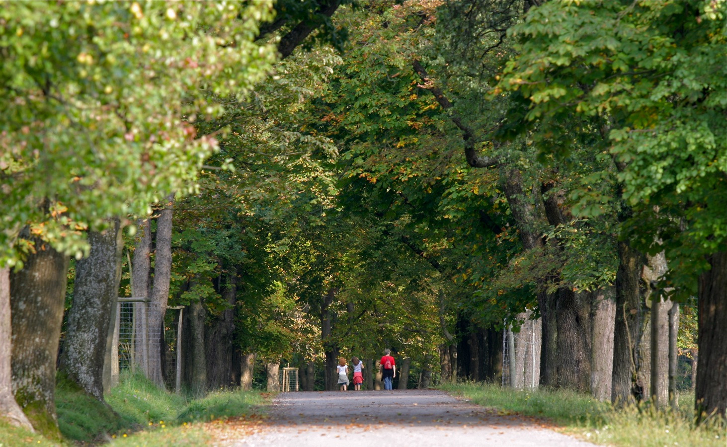 Аллея в Венском лесу – фотографии Австрии