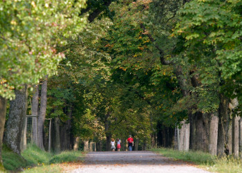Аллея в Венском лесу – фотографии Австрии