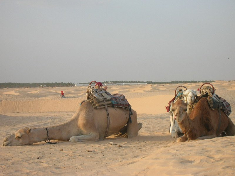 Верблюды в Тунисе. Фото 1 – фотографии Туниса