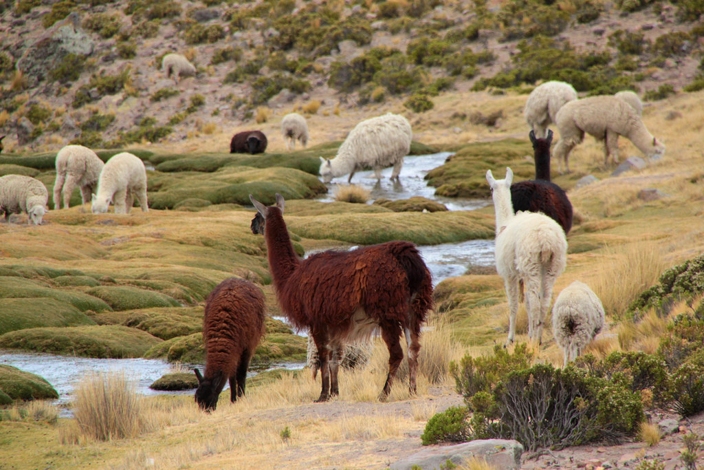 Животные в заповеднике Салинас и Агуада-Бланка – фотографии Перу