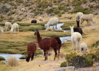 Животные в заповеднике Салинас и Агуада-Бланка – фотографии Перу