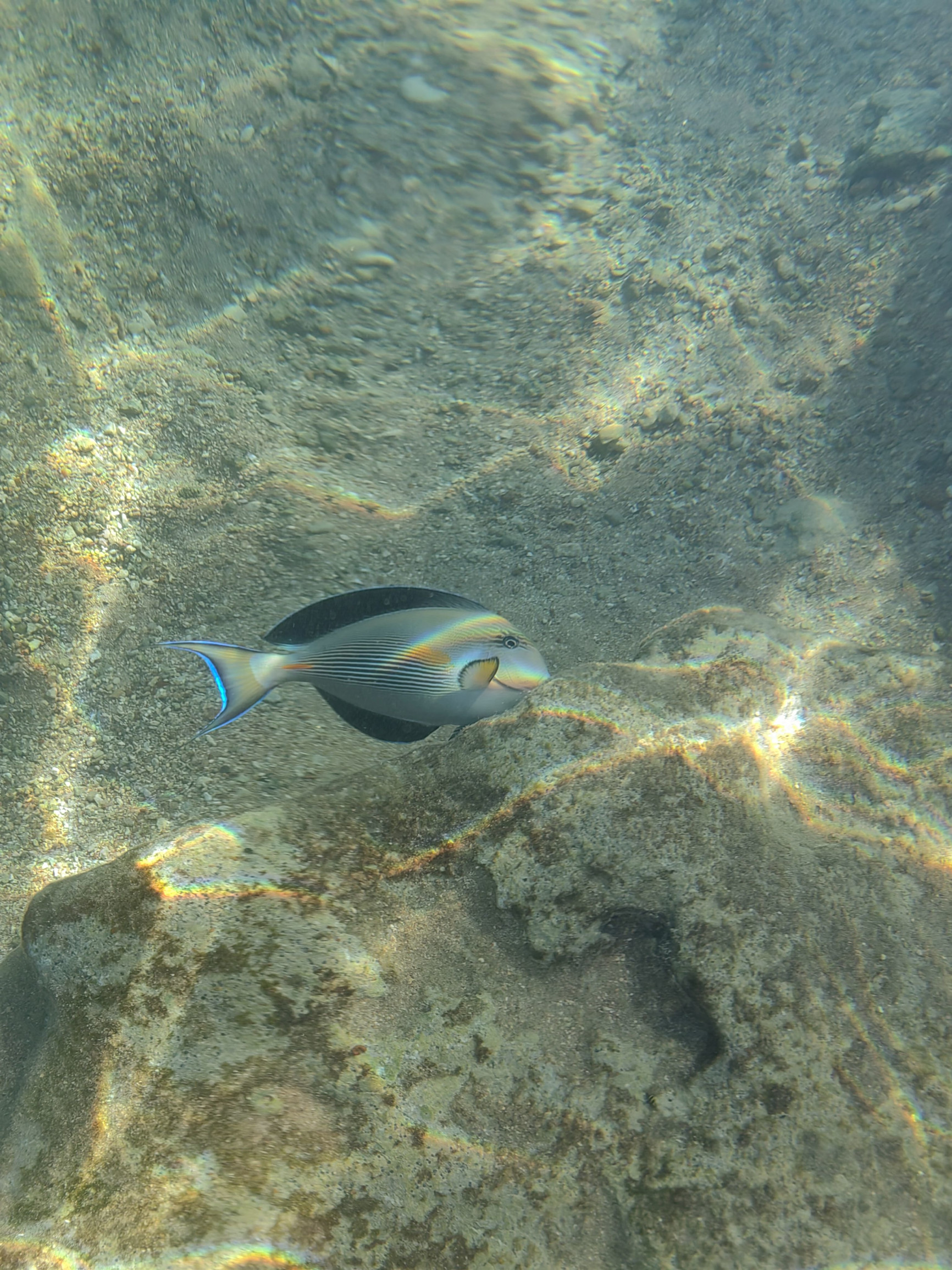 Рыба-улыбаха – фотографии