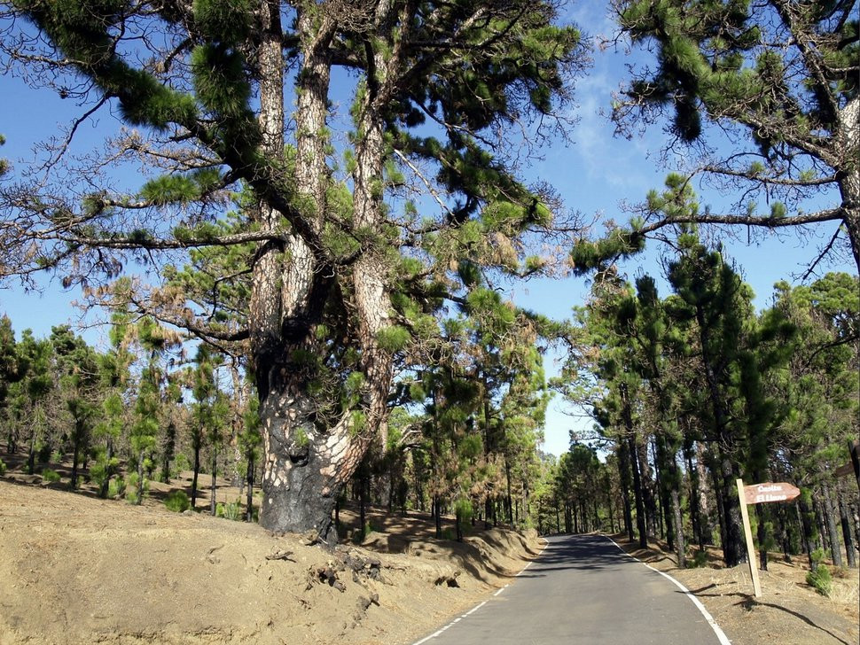 Эль-Пинар, Эль-Йерро остров, Канарские острова, фото № 34733 – фотографии Канарских островов