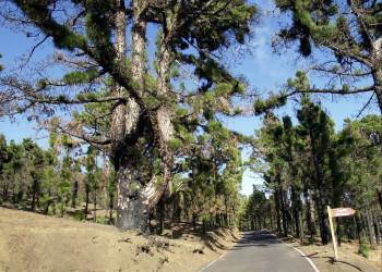 Эль-Пинар, Эль-Йерро остров, Канарские острова, фото № 34733 – фотографии Канарских островов