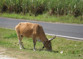 Гваделупа, фото № 3581 – фотографии Гваделупы