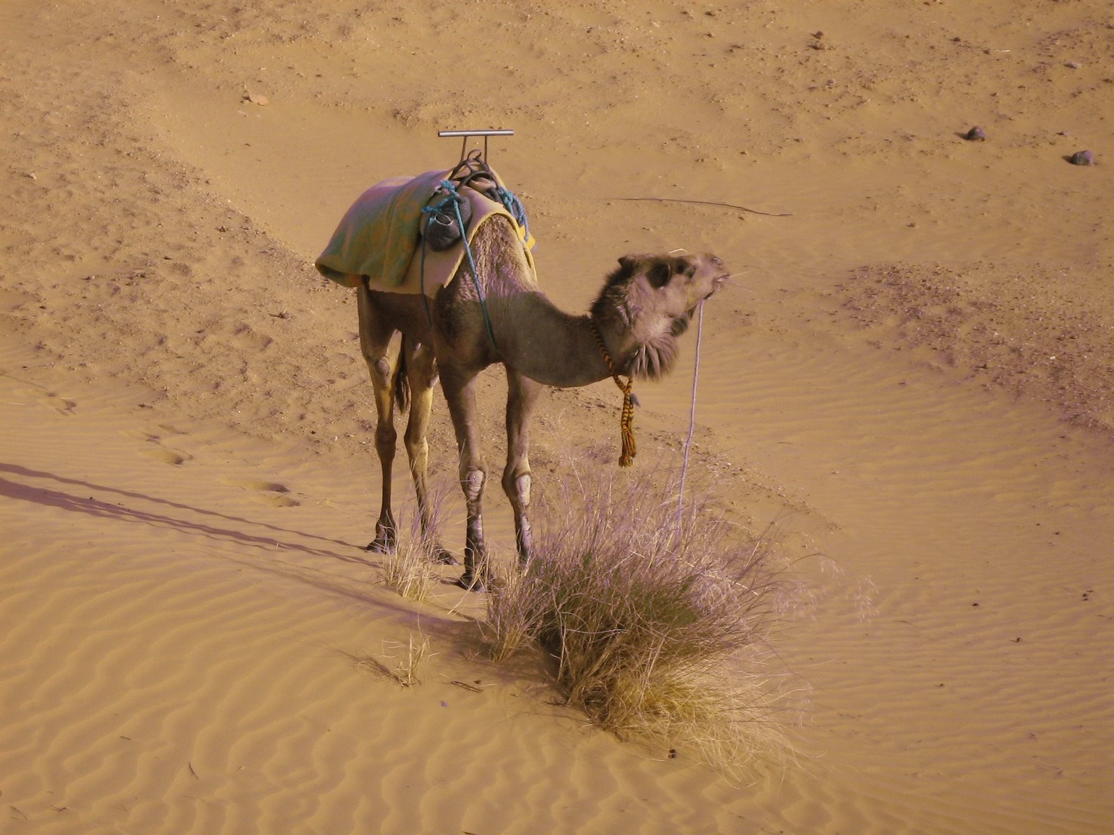 Загора, Марокко, фото № 7448 – фотографии Марокко