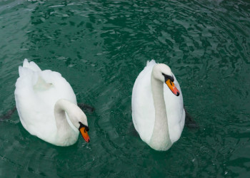 Птицы в Абхазии – фотографии Абхазии