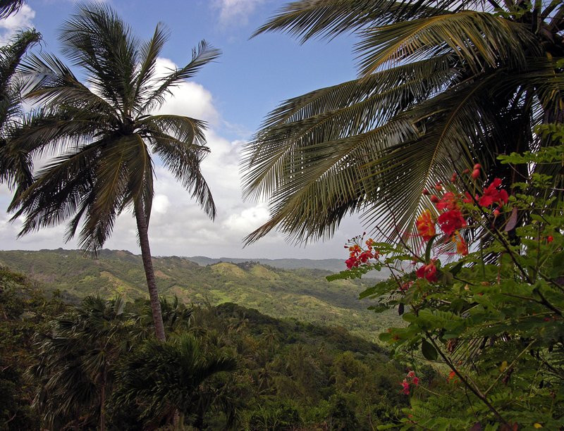 Природа Барбадоса – фотографии Барбадоса