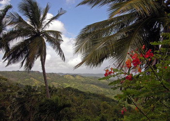 Природа Барбадоса – фотографии Барбадоса
