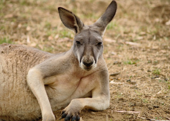 Кенгуру в парке дикой природы Cleland – фотографии Австралии