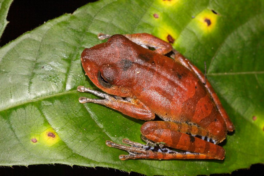 Французская Гвиана, фото № 2121 – фотографии Французской Гвианы