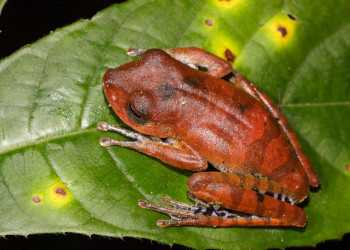 Французская Гвиана, фото № 2121 – фотографии Французской Гвианы