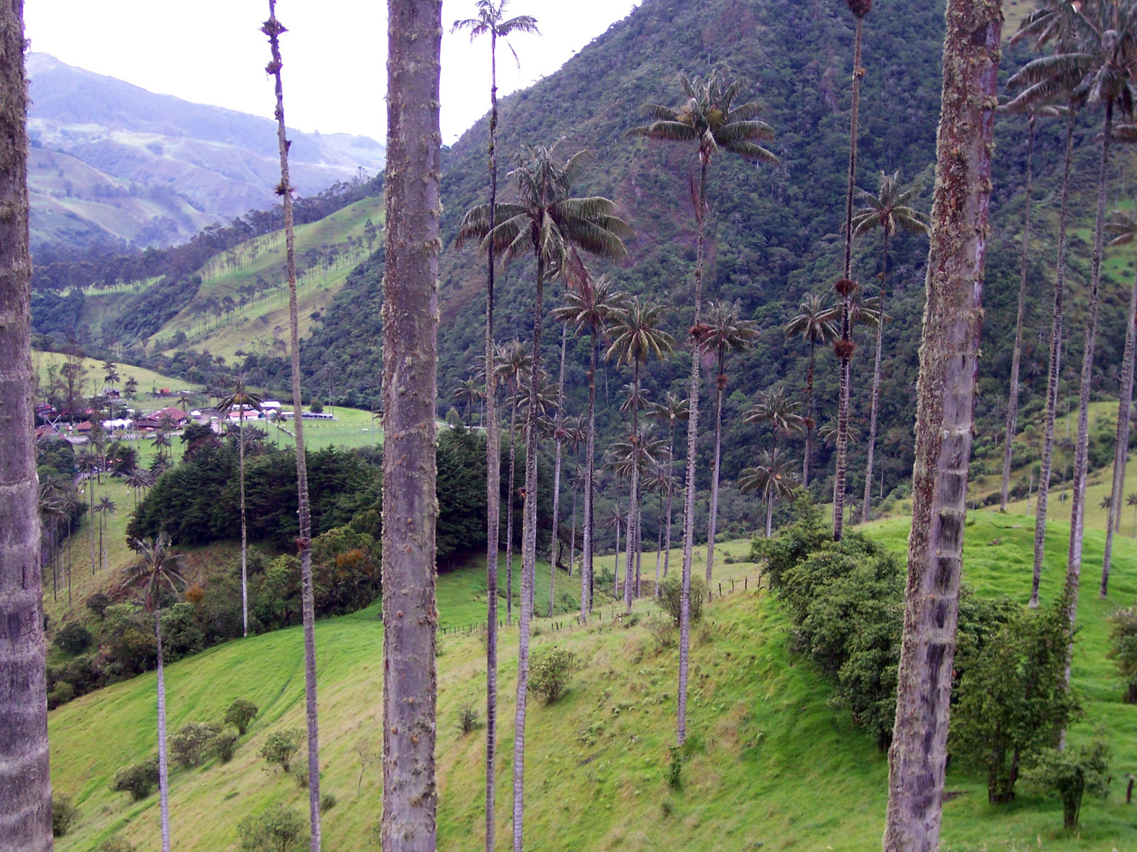 Долина Кокора на западе в Колумбии. Фото 10 – фотографии Колумбии