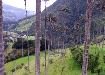 Долина Кокора на западе в Колумбии. Фото 10 – фотографии Колумбии