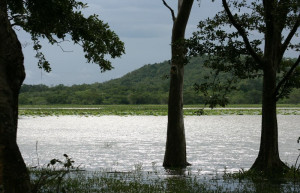 Хабарана, Шри-Ланка, фото № 52481 – фотографии Шри-Ланки